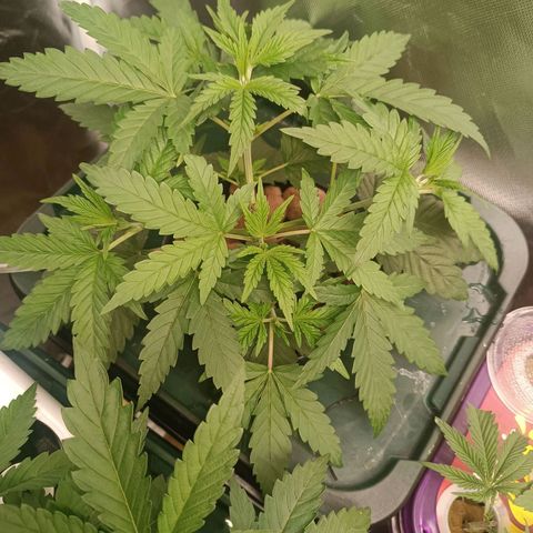 Power Girl 1 growlog timeline photo