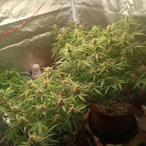 Sour Diesel growlog timeline photo