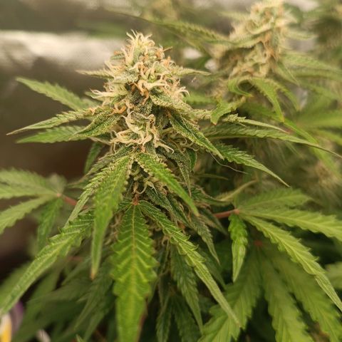 Sour Diesel growlog timeline photo
