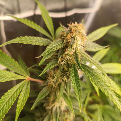 Sour Diesel growlog timeline photo