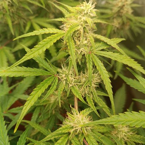 Sour Diesel growlog timeline photo