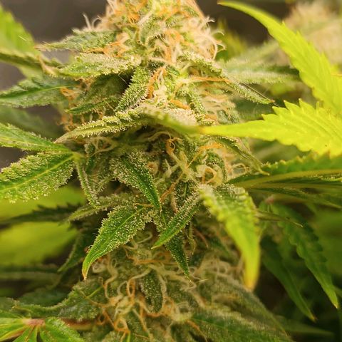Sour Diesel growlog timeline photo