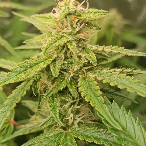 Sour Diesel growlog timeline photo