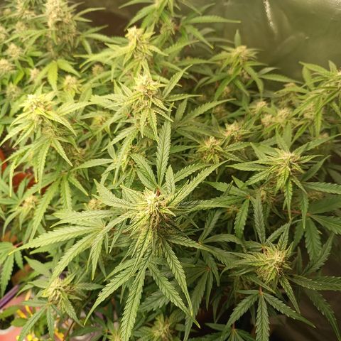 Sour Diesel growlog timeline photo