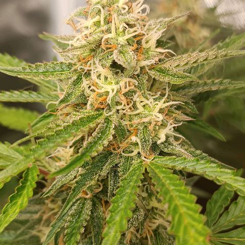 Sour Diesel growlog timeline photo