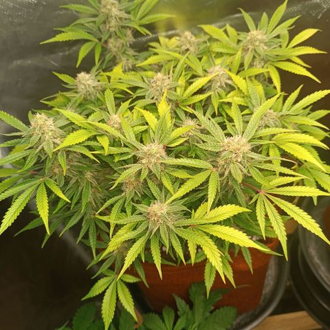 Sour Diesel growlog timeline photo