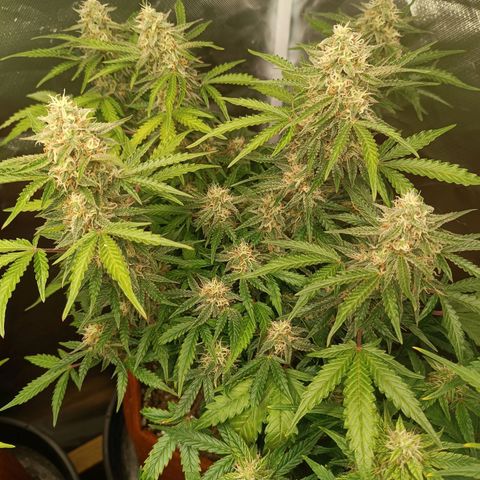 Sour Diesel growlog timeline photo