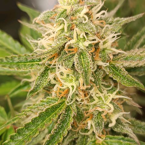 Sour Diesel growlog timeline photo