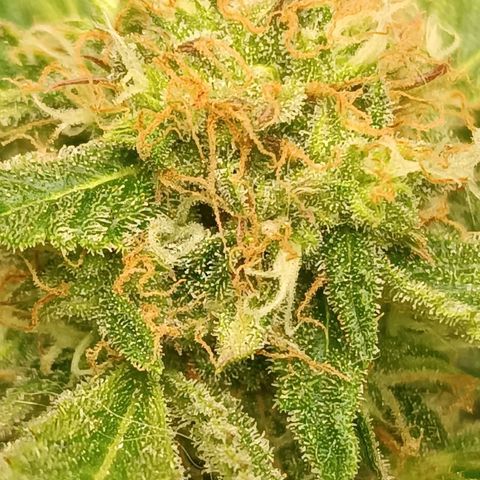 Sour Diesel growlog timeline photo