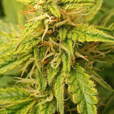 Sour Diesel growlog timeline photo