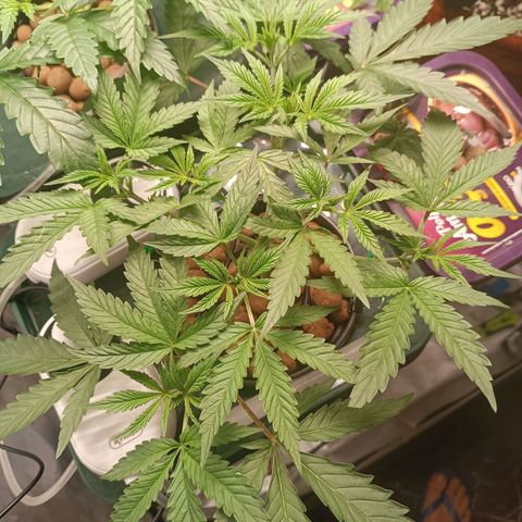 Power Girl 1 growlog timeline photo