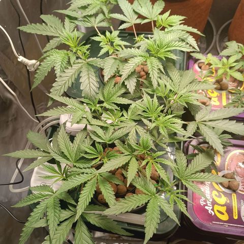 Power Girl 1 growlog timeline photo