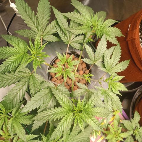 Power Girl 1 growlog timeline photo