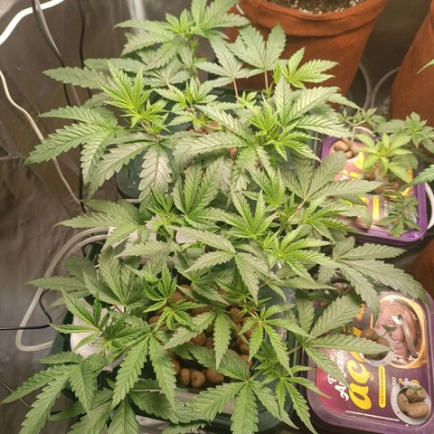 Power Girl 1 growlog timeline photo