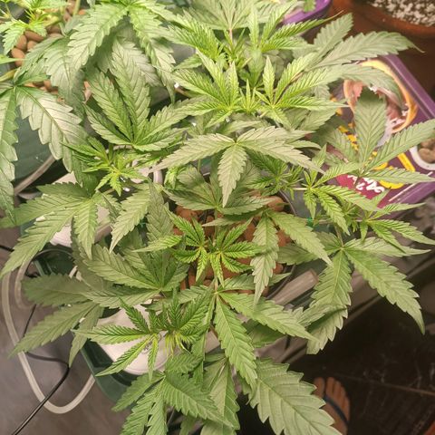 Power Girl 1 growlog timeline photo
