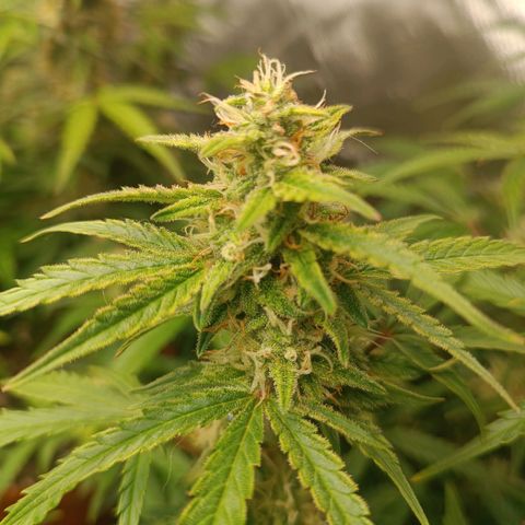 Sour Diesel growlog timeline photo