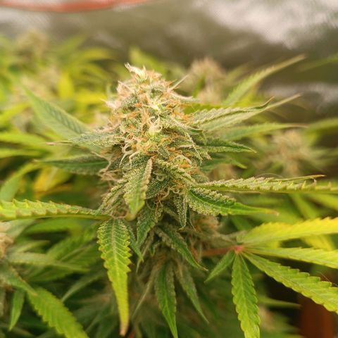 Sour Diesel growlog timeline photo