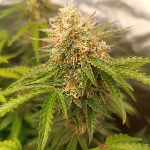 Sour Diesel growlog timeline photo
