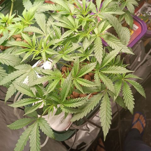 Power Girl 1 growlog timeline photo