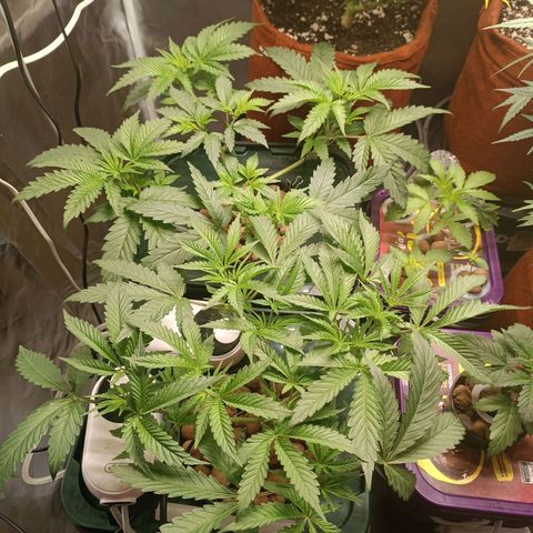 Power Girl 1 growlog timeline photo