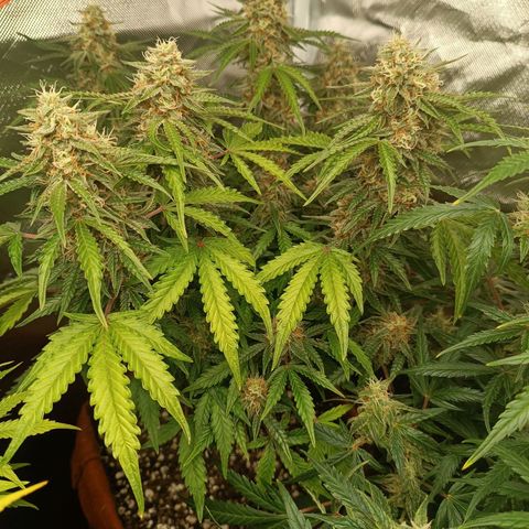 Sour Diesel growlog timeline photo
