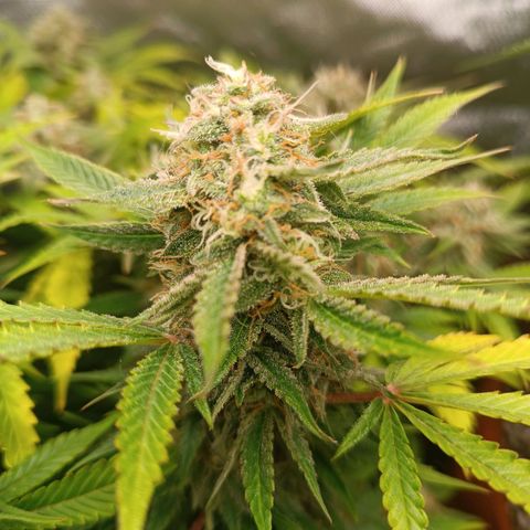 Sour Diesel growlog timeline photo