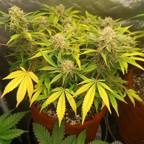Sour Diesel growlog timeline photo