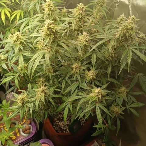Sour Diesel growlog timeline photo