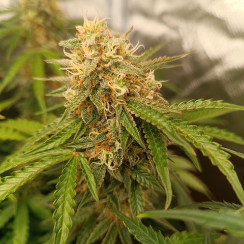 Sour Diesel growlog timeline photo