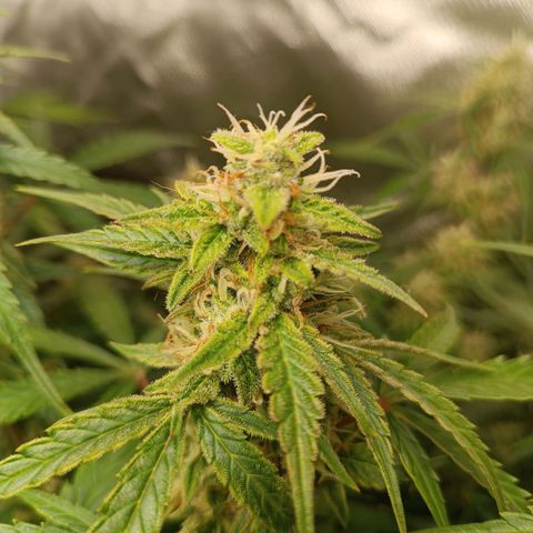 Sour Diesel growlog timeline photo