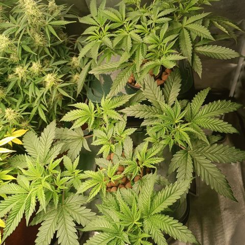 Power Girl 1 growlog timeline photo