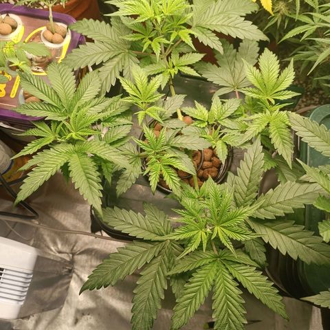 Power Girl 1 growlog timeline photo