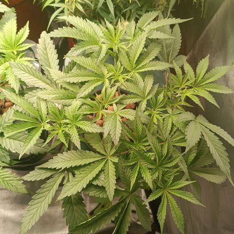Power Girl 1 growlog timeline photo