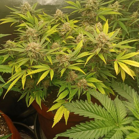 Sour Diesel growlog timeline photo