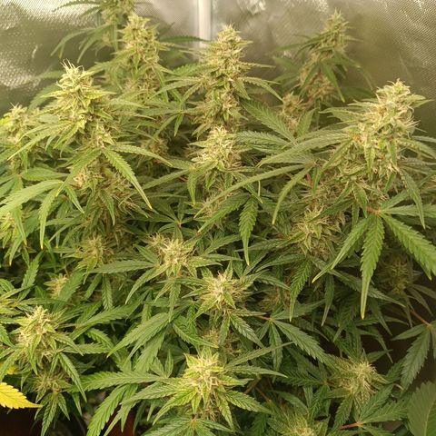 Sour Diesel growlog timeline photo