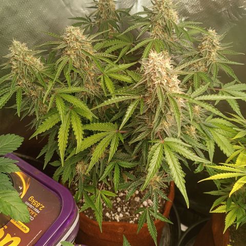 Sour Diesel growlog timeline photo