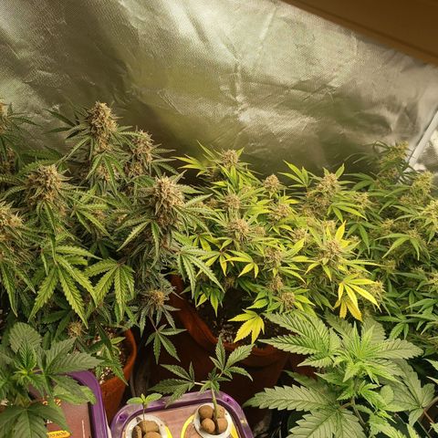 Sour Diesel growlog timeline photo