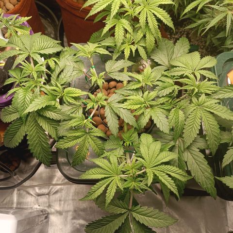Power Girl 1 growlog timeline photo