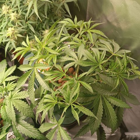 Power Girl 1 growlog timeline photo