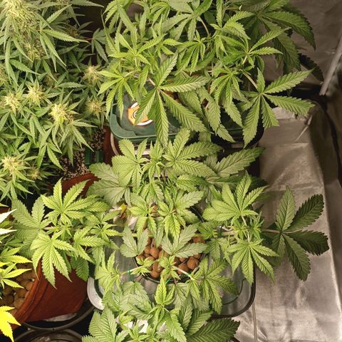 Power Girl 1 growlog timeline photo
