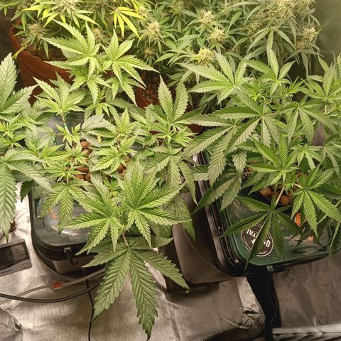 Power Girl 1 growlog timeline photo