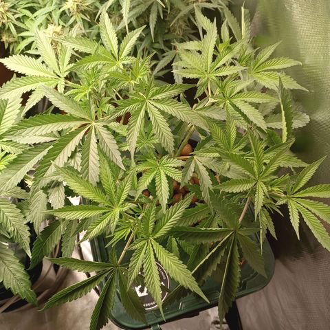 Power Girl 1 growlog timeline photo