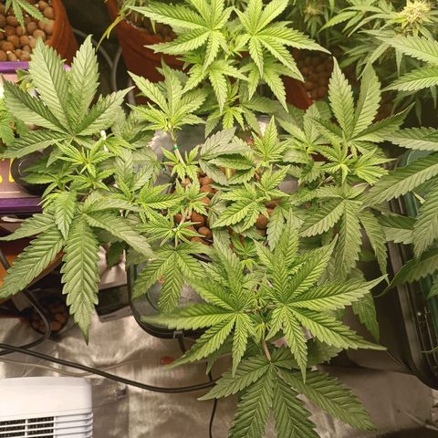 Power Girl 1 growlog timeline photo