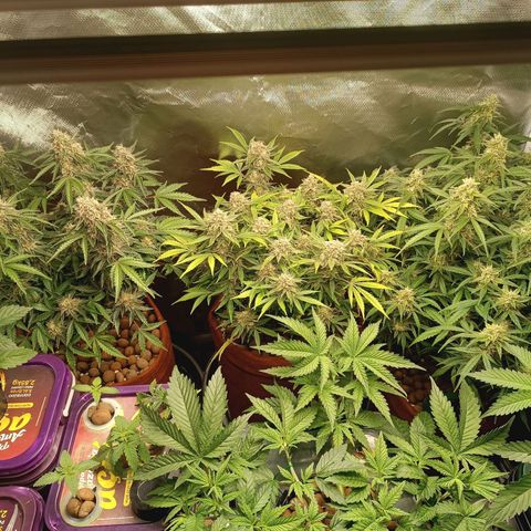 Sour Diesel growlog timeline photo