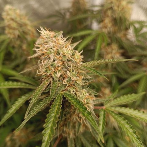 Sour Diesel growlog timeline photo