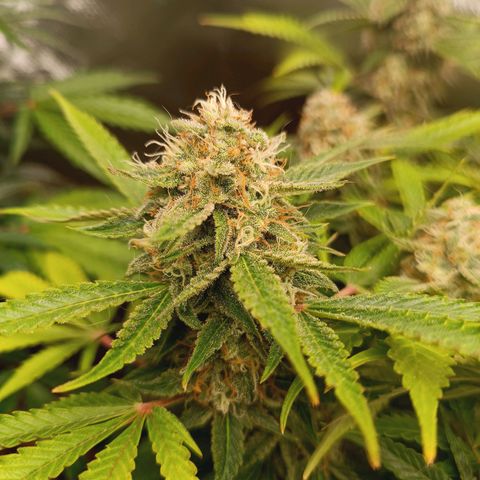 Sour Diesel growlog timeline photo