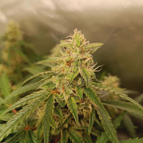 Sour Diesel growlog timeline photo
