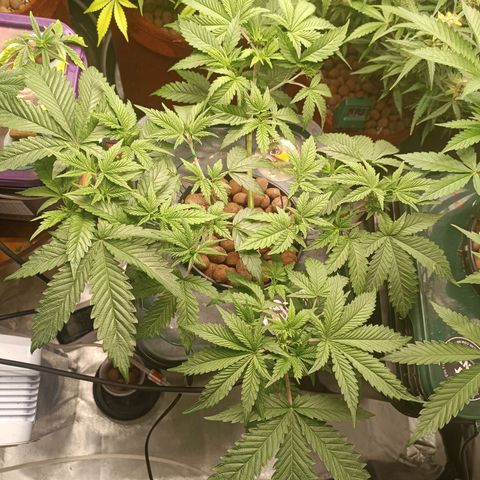 Power Girl 1 growlog photo: Power Girl #1