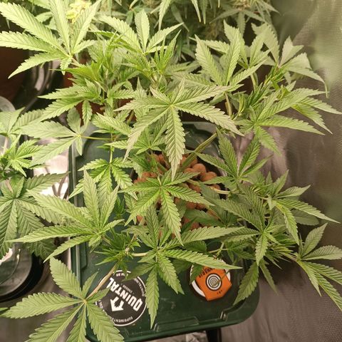 Power Girl 1 growlog photo: Power Girl #2
