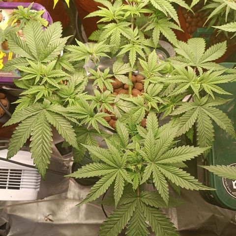 Power Girl 1 growlog photo: PG #1